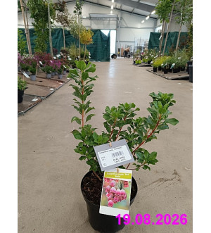 Enkianthus camp. 'Red Bells' C 2 L